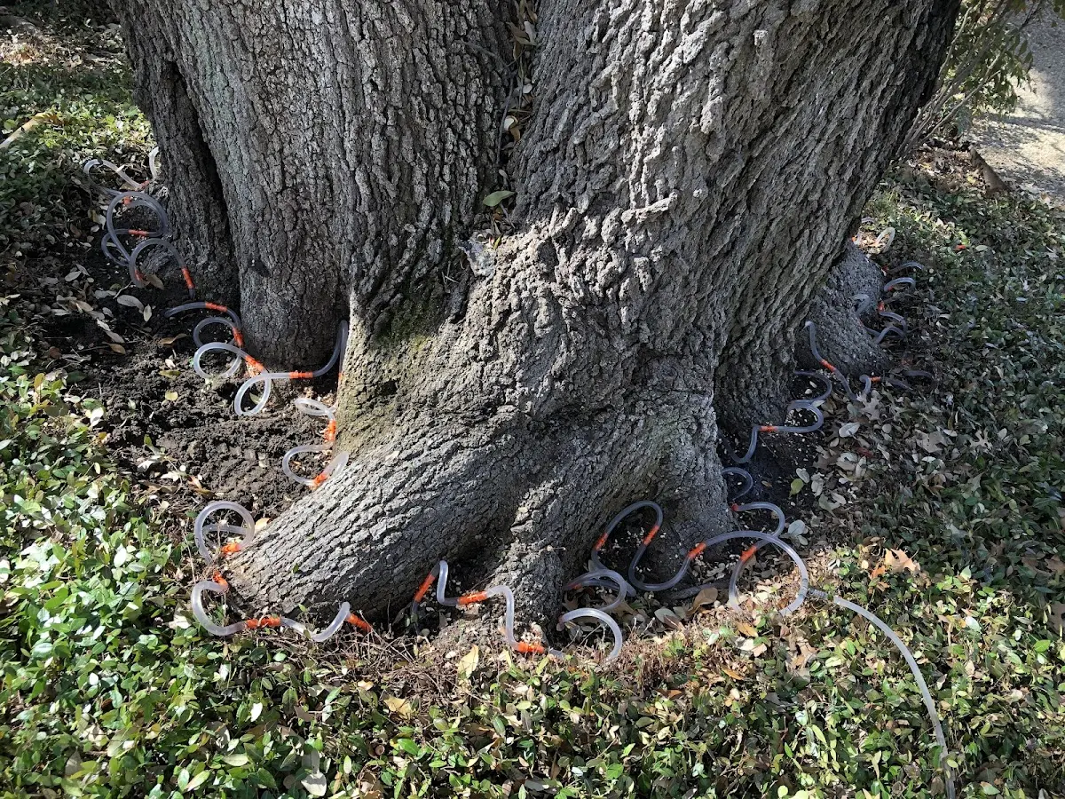 Detailed Tree Cabling and Bracing job site in Rapid River
