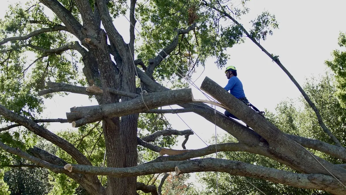 Professional Hazardous Tree Removal performed by certified arborists in Rapid River