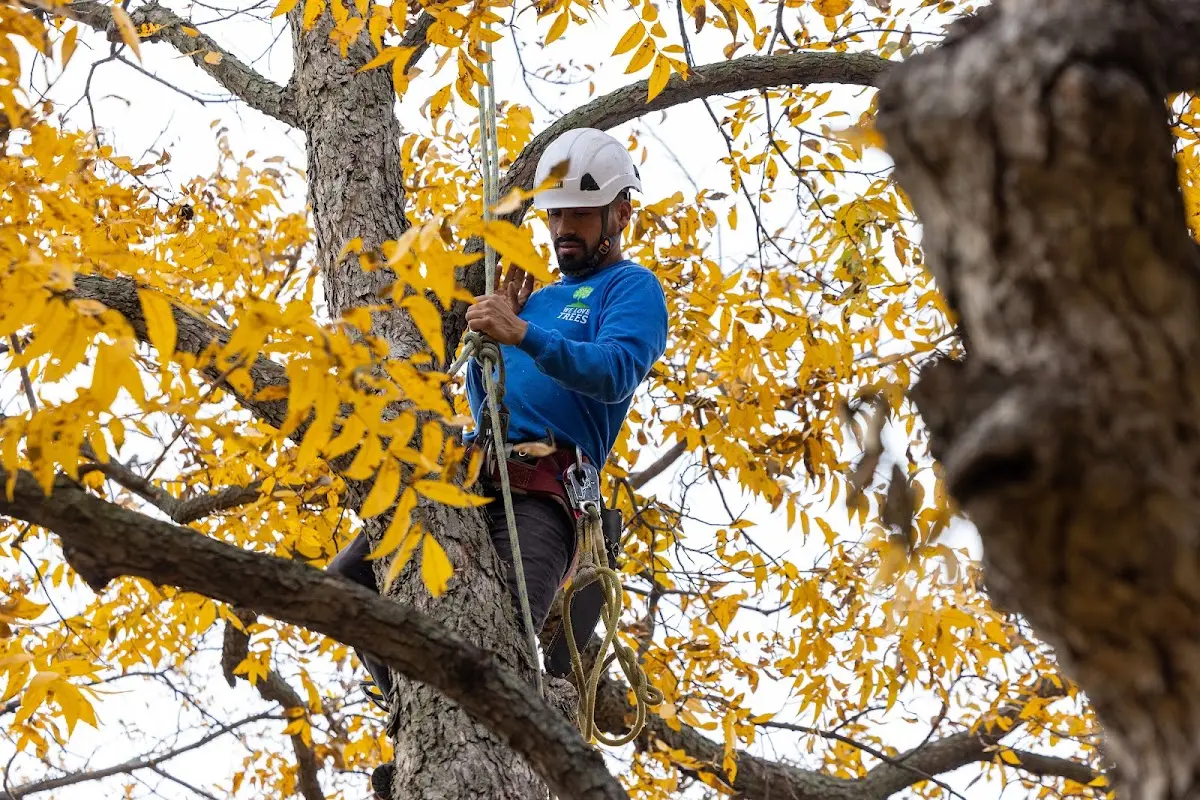 Skilled Storm Damage Cleanup crew working in Rapid River